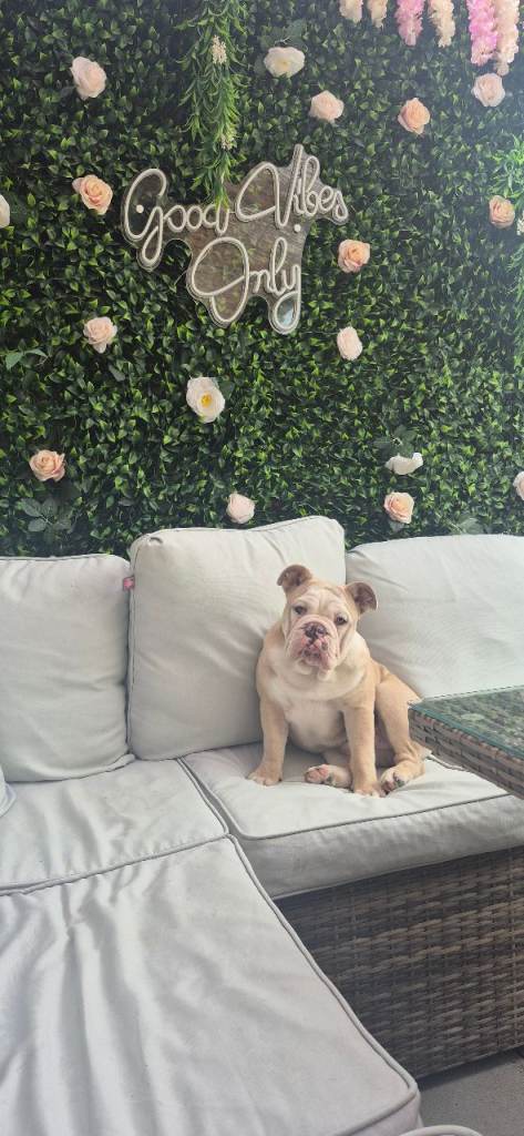 English bulldog for sale