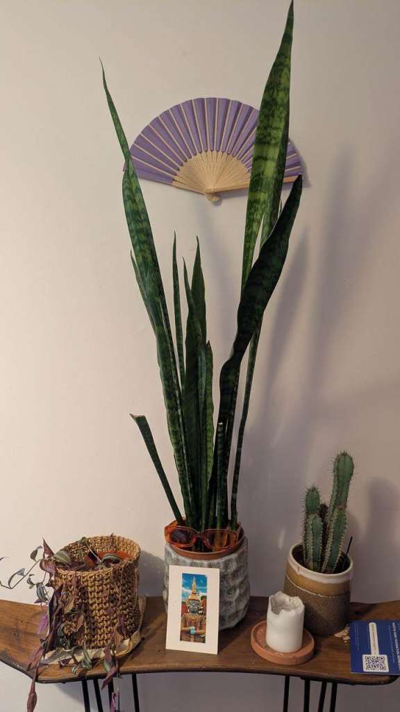 Mother-in-law's tongue, 100 cm