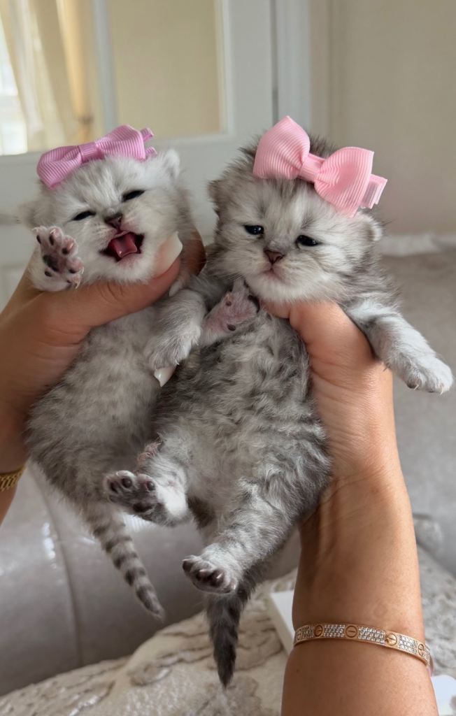 PEDIGREE Silver snow British shorthair kittens 