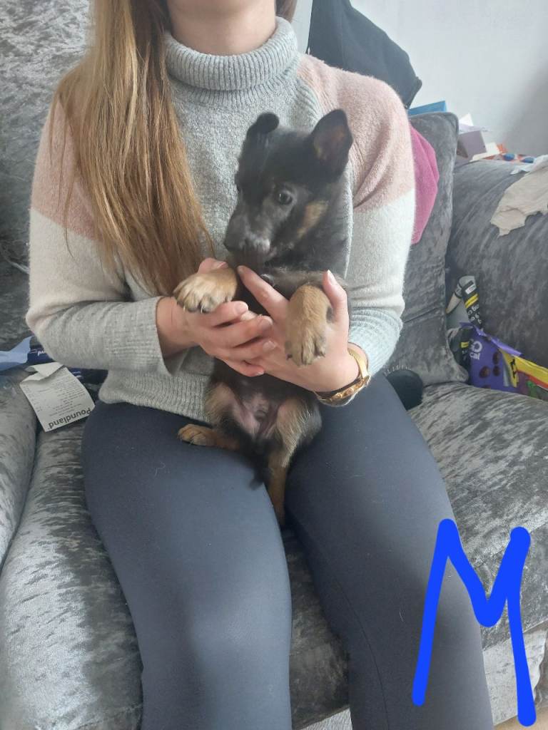 German shepherd puppies 