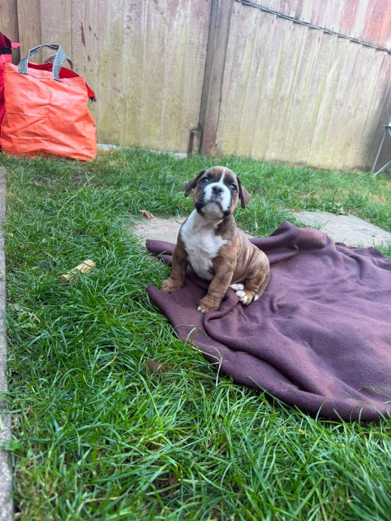Boxer x old tyme bulldog