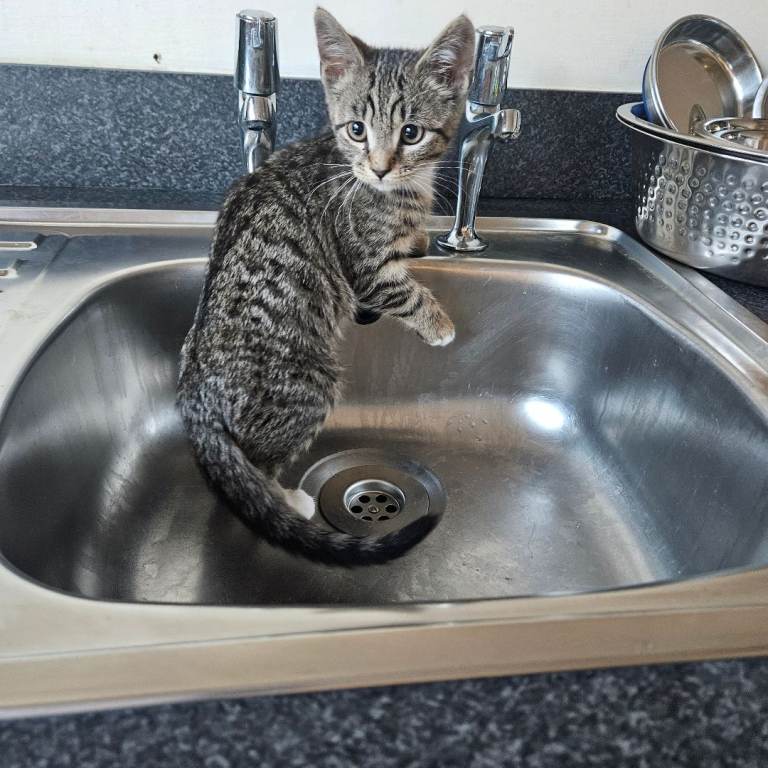 Kittens– ​2 Boys (Classic Tabbys) 
