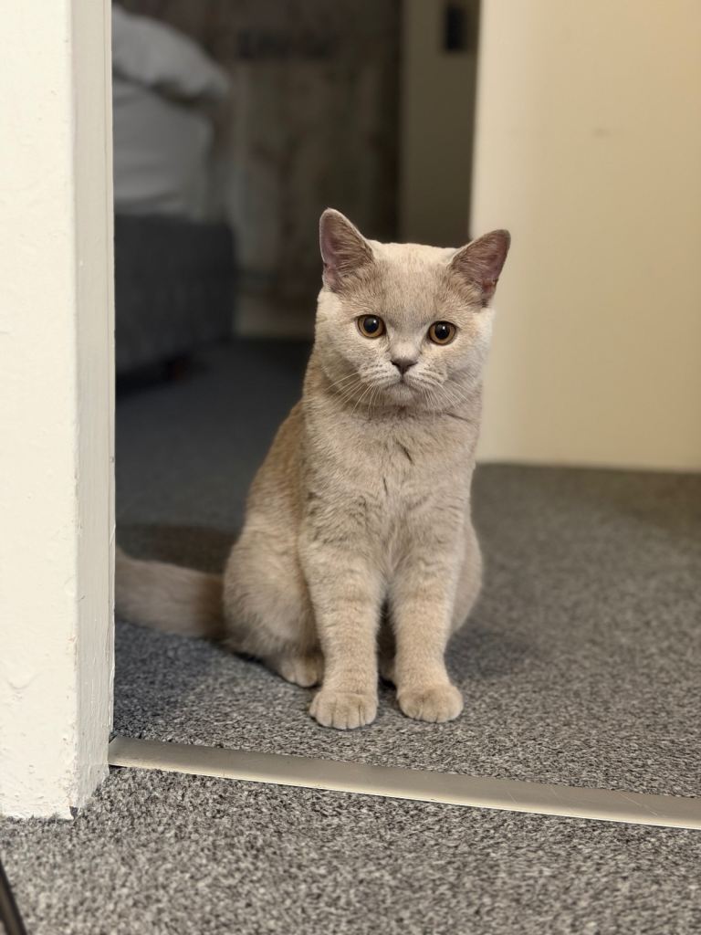🐾 Beautiful Pure Lilac British Shorthair Female/GCCF Registered 🐾