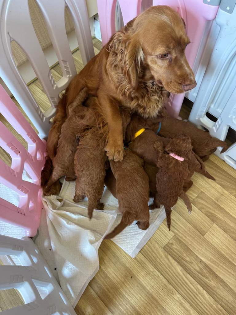 F1 Fox Red Cockapoo Puppies