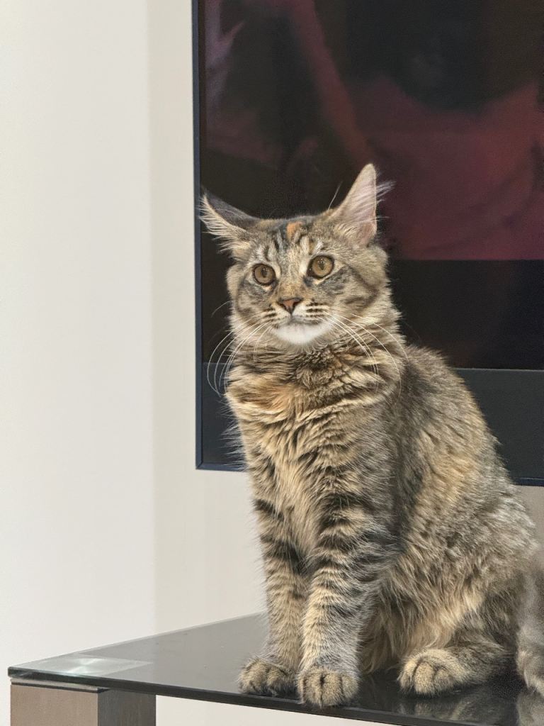 Maine coon cat