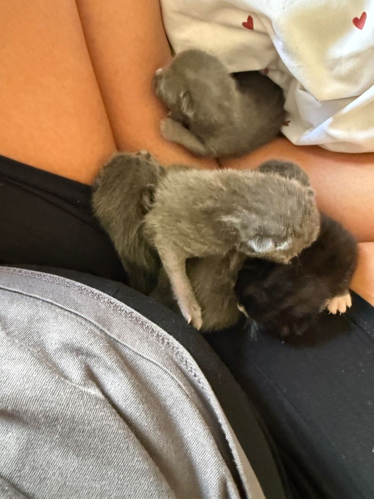 5 kittens available