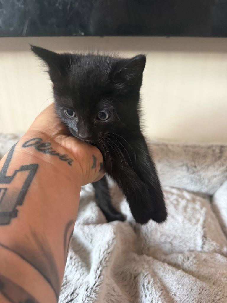 3 female kittens