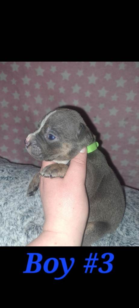 7 beautiful chunky staffordshire bull terrier puppies