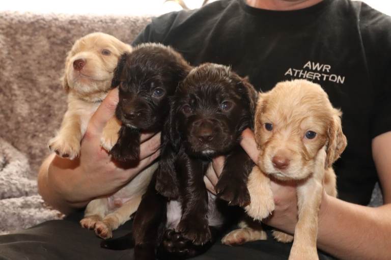 Stunning cocker spaniel puppies 