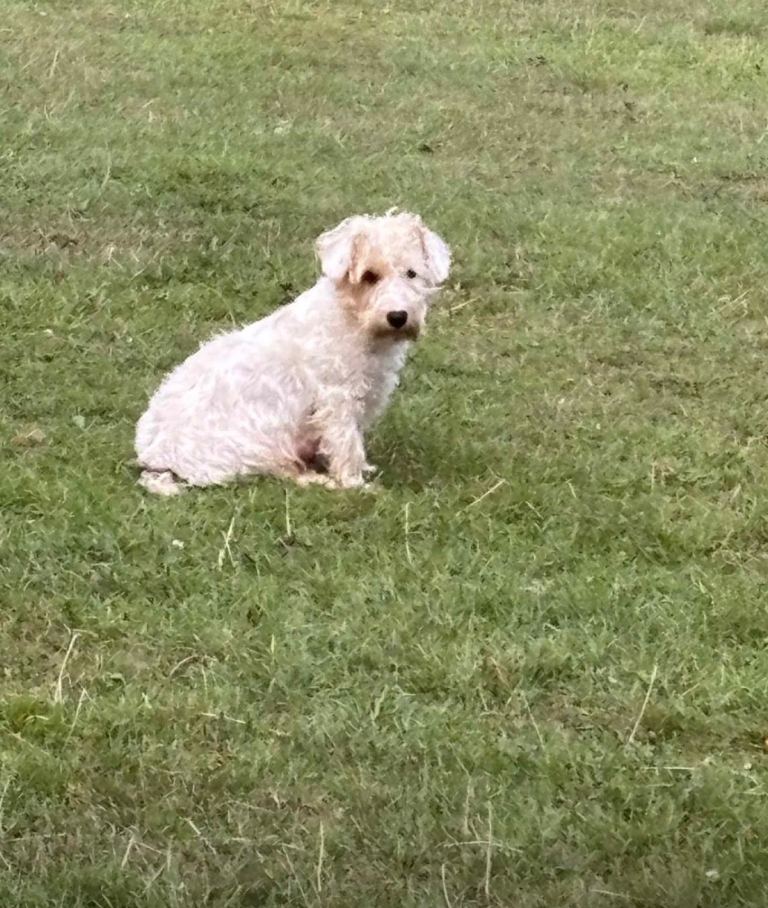 Sealyham Terrier Mum dad Jack Russell 