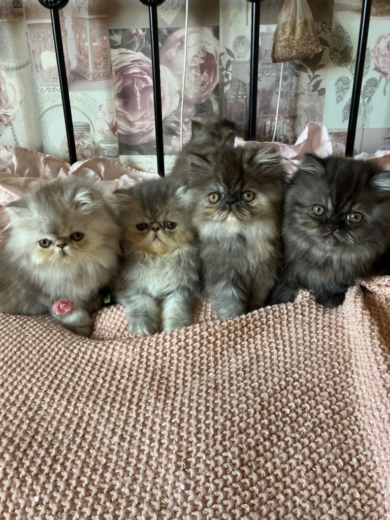 Beautiful Persian kittens