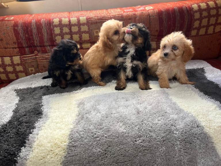 Adorable Cavalier x Miniature Poodle Puppies