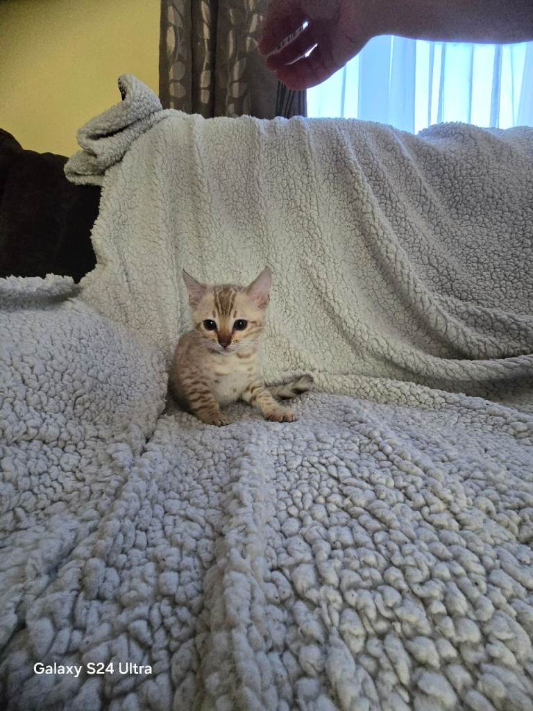 1 beautiful pure snow bengal kitten looking for forever home 