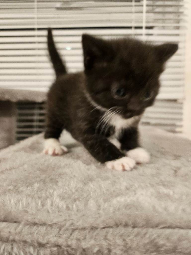 Kittens available