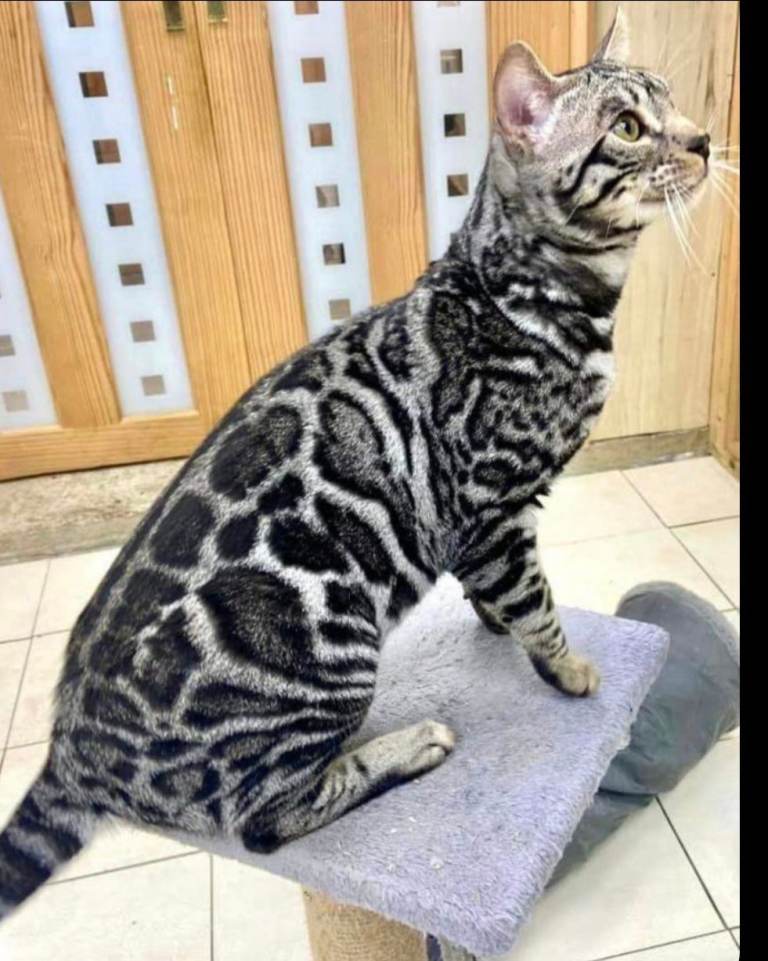 Title Outstanding Tica Show quality bengal kitten's