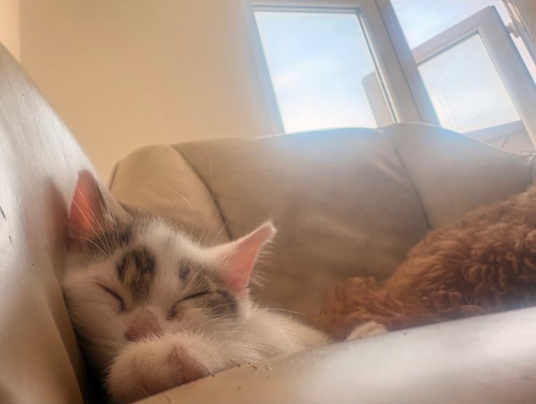 Kittens looking for a home