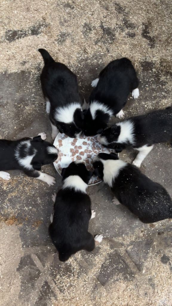 Border Collie Pups