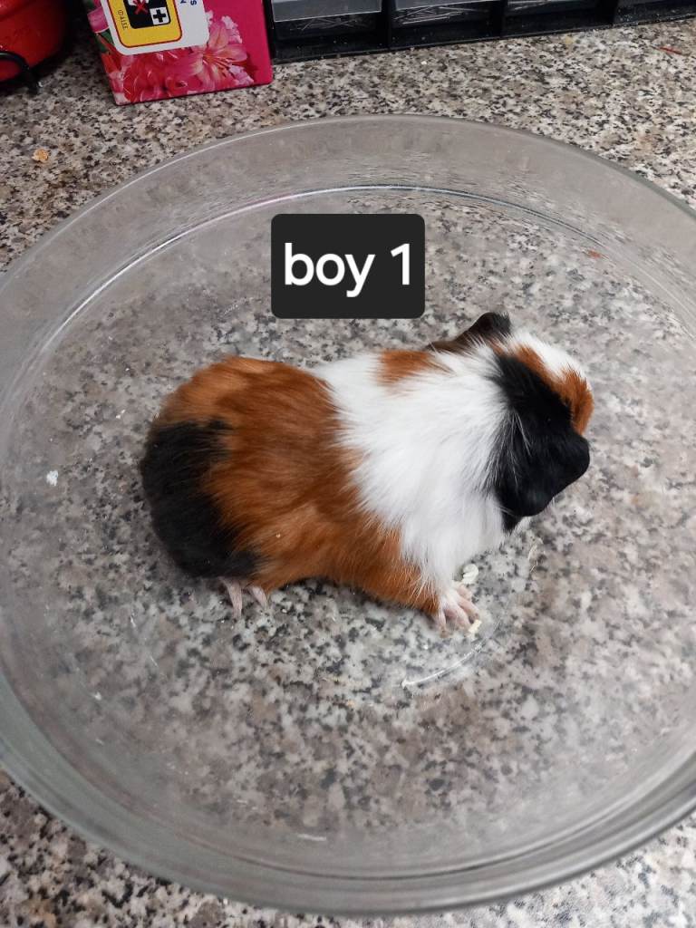 Baby guineapigs ready now