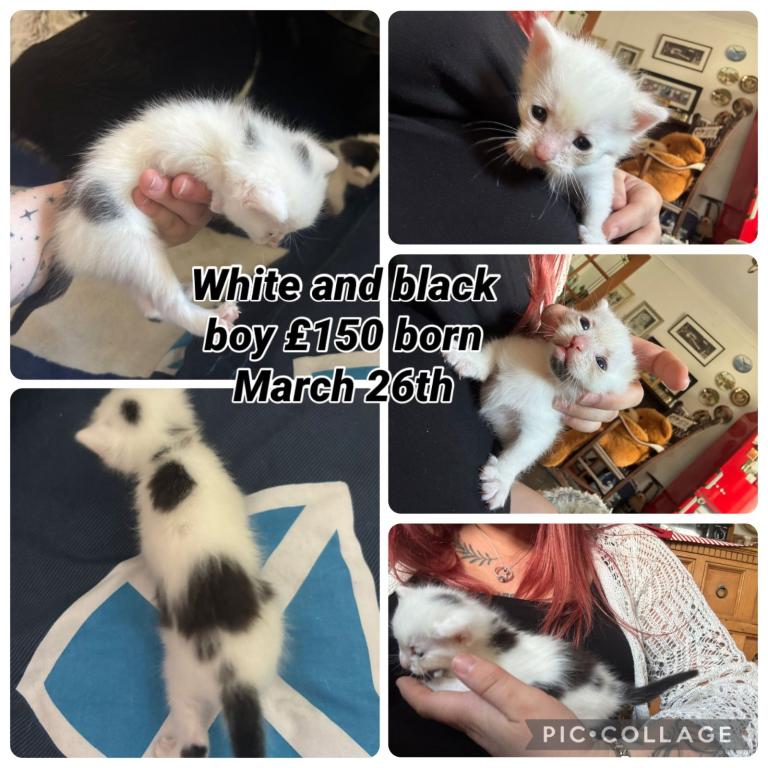 7 gorgeous kittens for sale