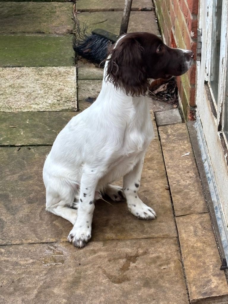 Male springer spaniel pup