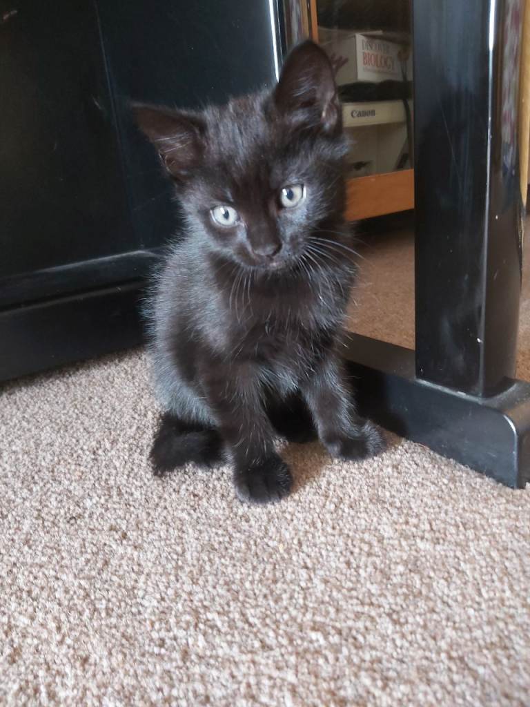 Kittens ready for new home