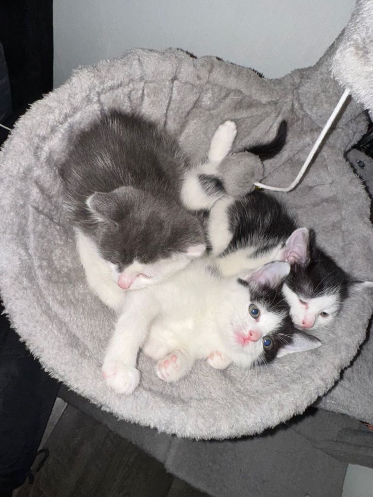 3 kittens available 