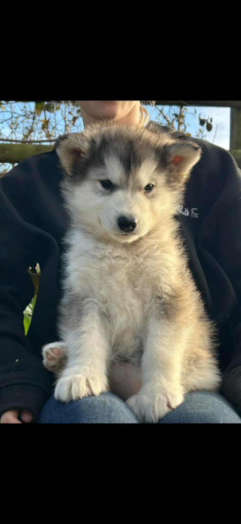Alaskan Malamute Puppies 