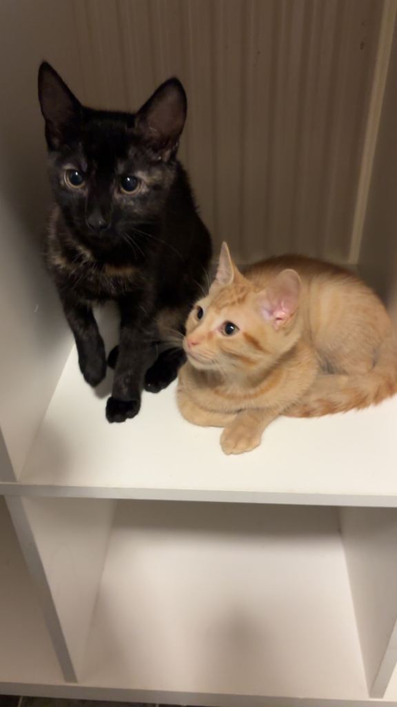 Ginger, Tortie and Black Kittens