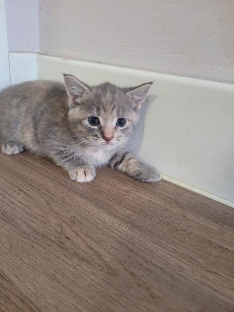 Stunning grey and cream tabby girl