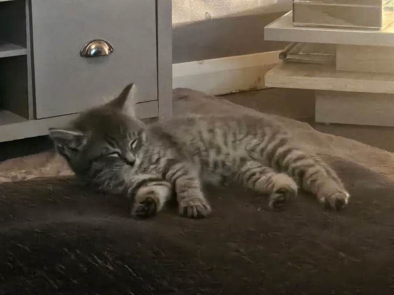 Grey tabby kitten