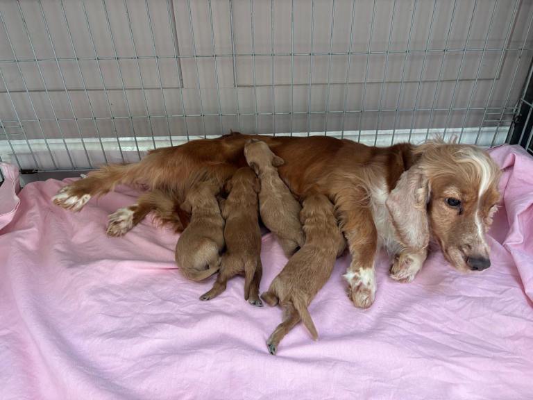 Cockerpoo puppies 