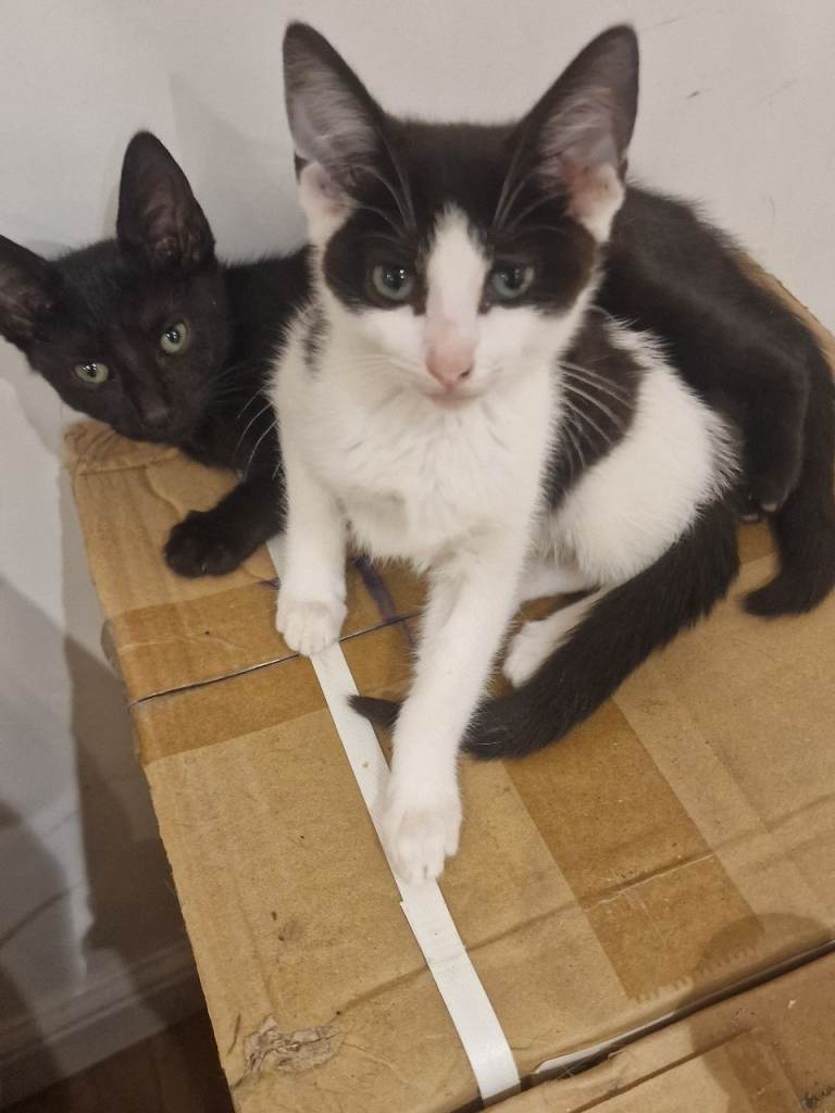 Five kittens for sale