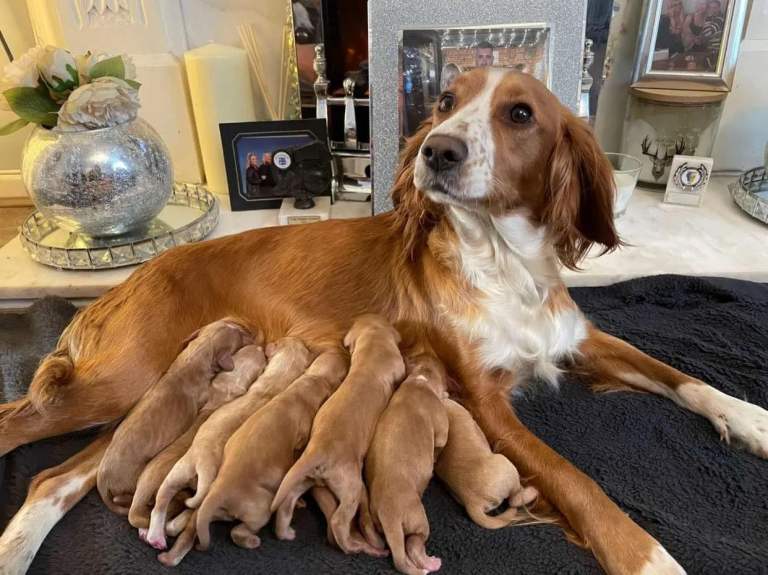 Beautiful Cocker Spaniel Puppies – READY TO LEAVE NOW  