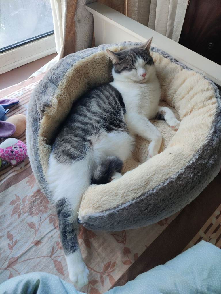 I have one cat to donate