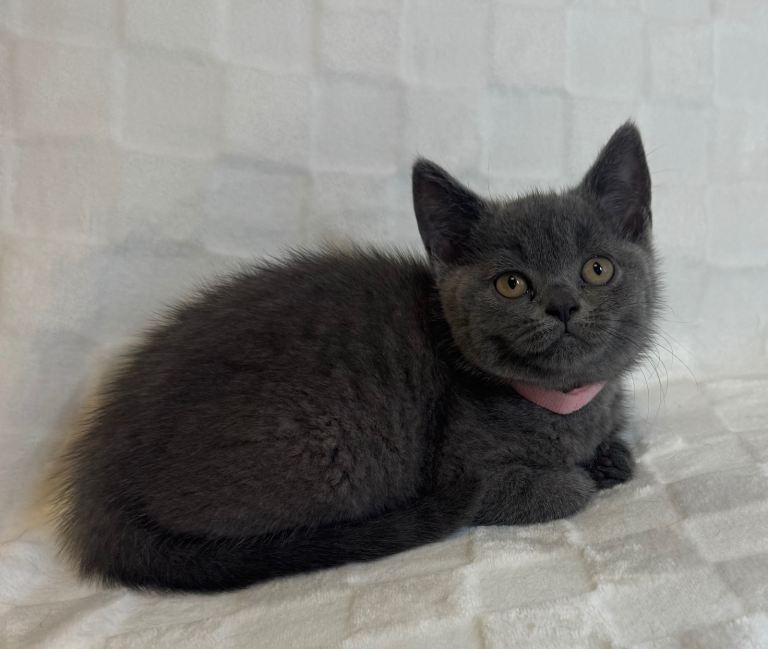  Beautiful British Shorthair Blue Kittens