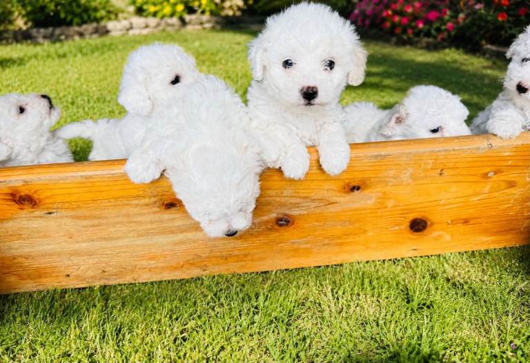 BICHON FRISE - 1 GIRL