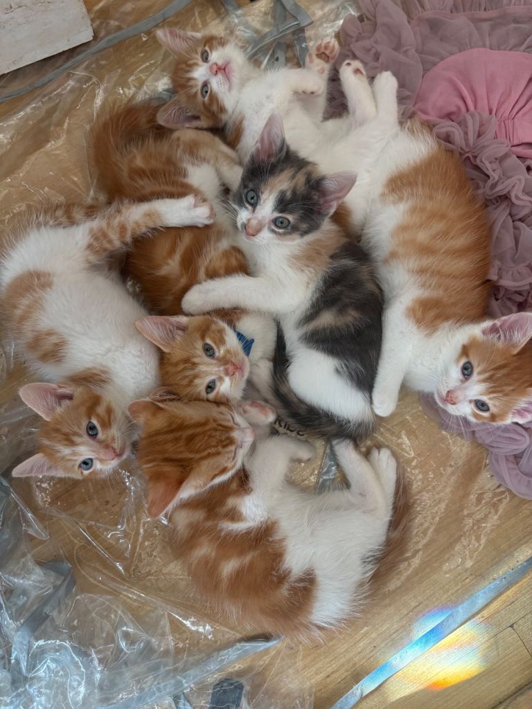 5 Ginger male kittens