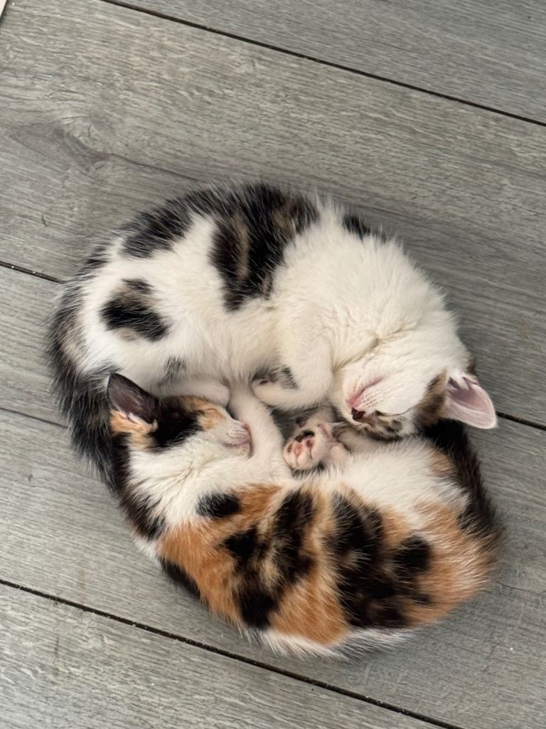 Adorable Kittens Looking for Their Forever Homes 🐾