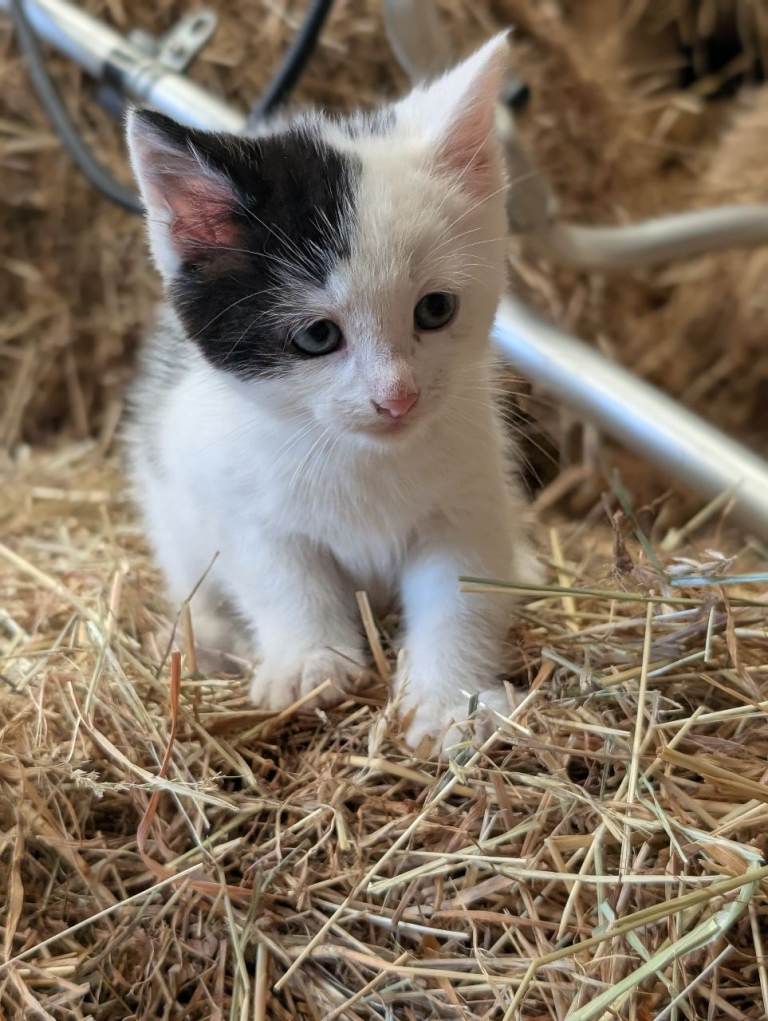 Farm kittens 