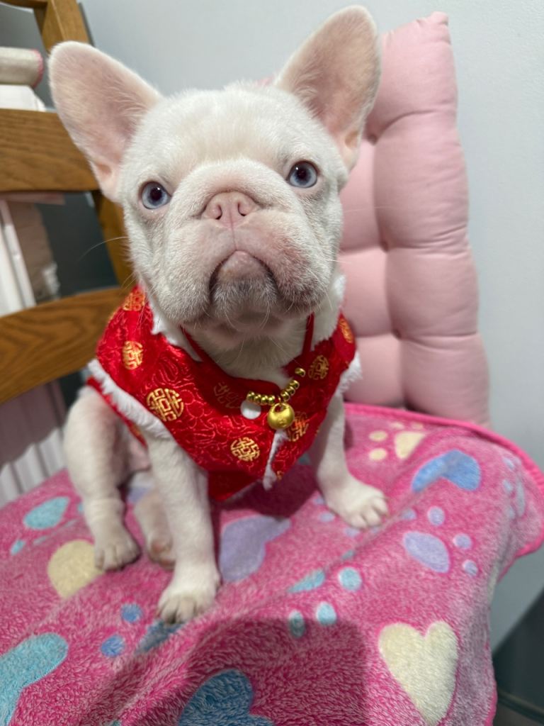 9 months French bulldog 