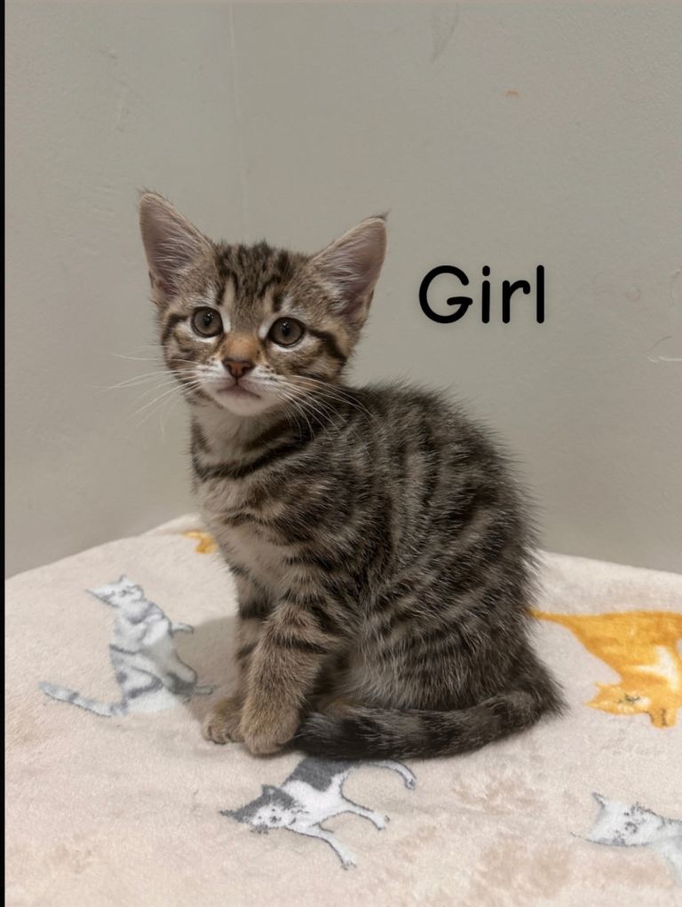 Beautiful mixed breed tabby kitten for sale 