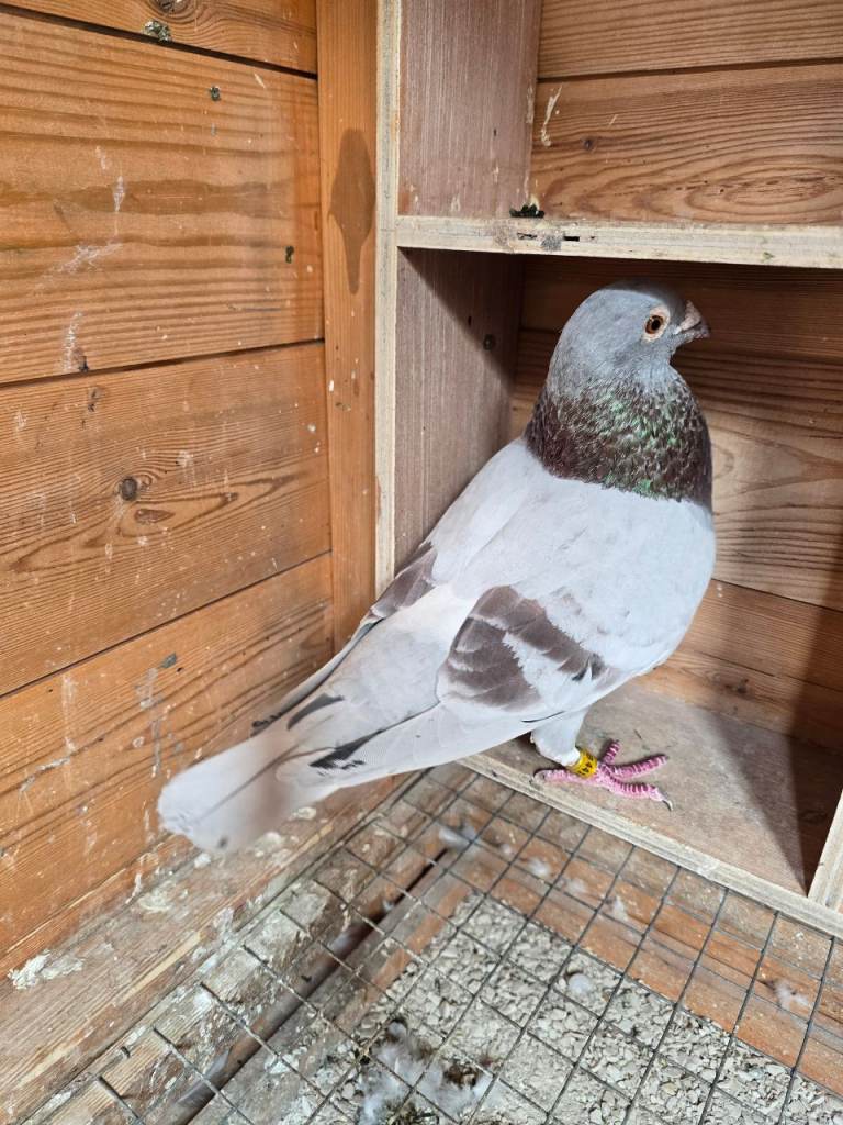 Racing Pigeons 