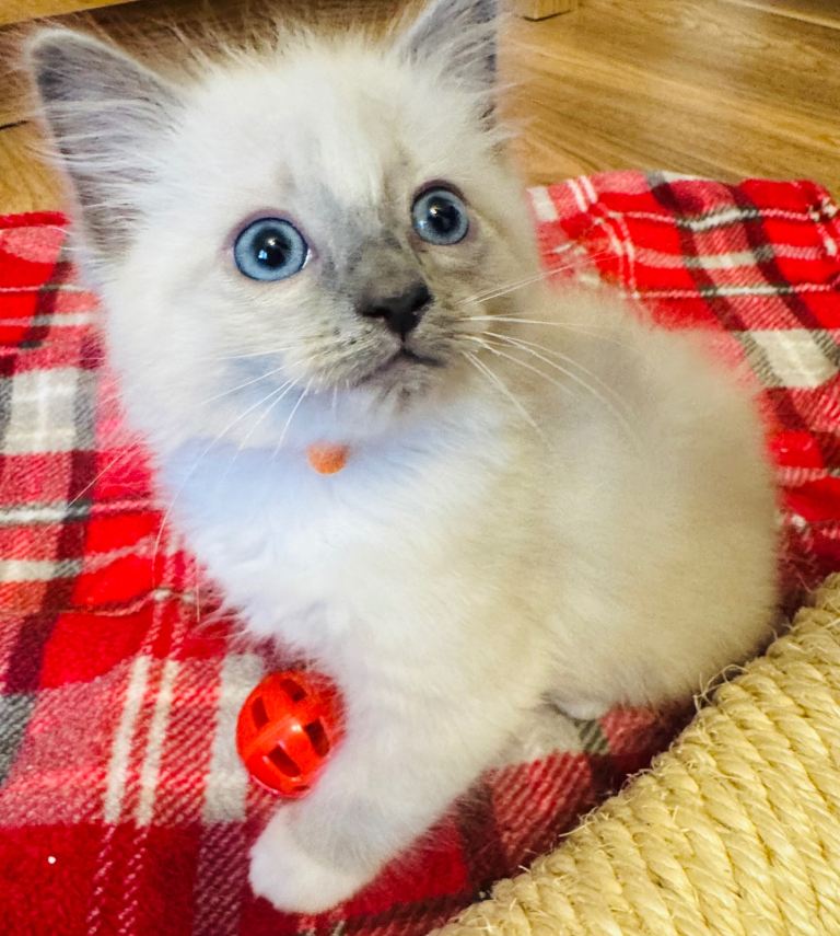 Ragdoll 
