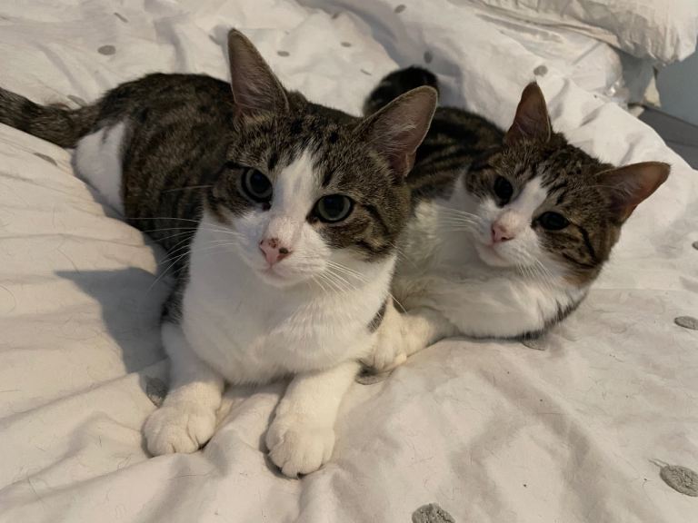 Two adorable 2 yr old tabby boys need new home