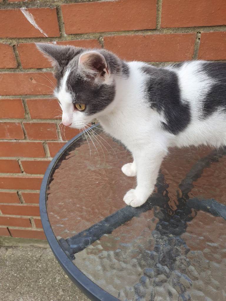Domestic shorthair grey and white female