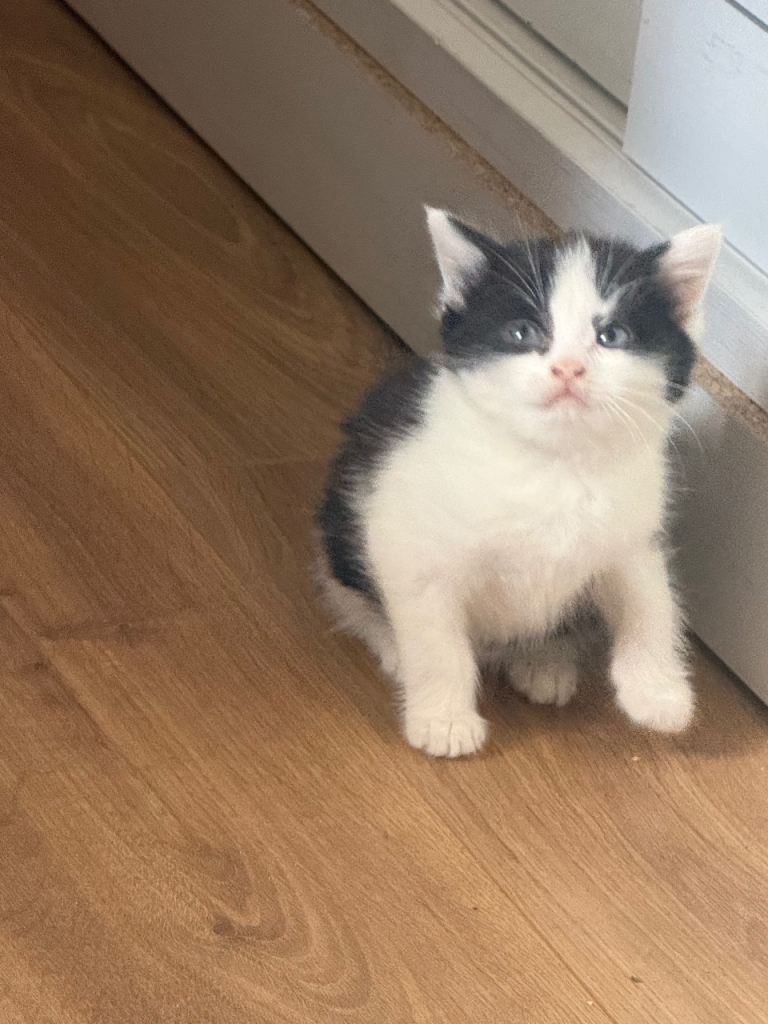 Two Playful Kittens Looking for a Loving Home
