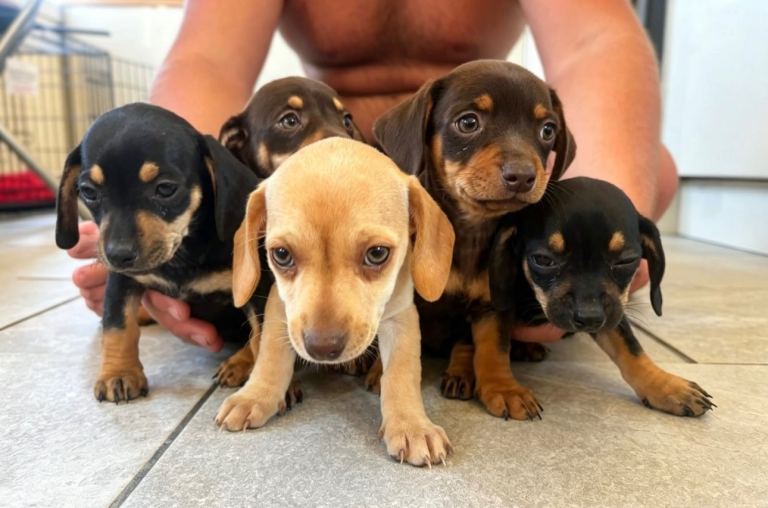 DAUSCHOUND PUPPIES NOW READY