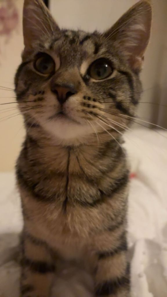 Cat for sale
