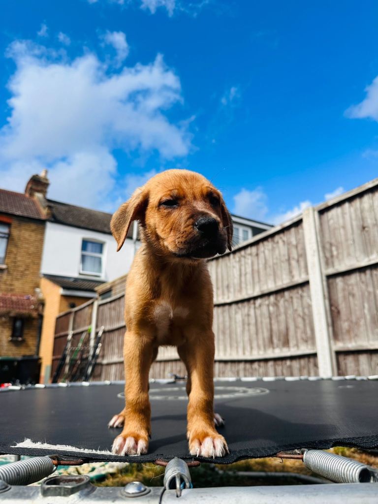 5-Month-Old Male Staffy Puppy – Rio – Friendly & Healthy (IG3)