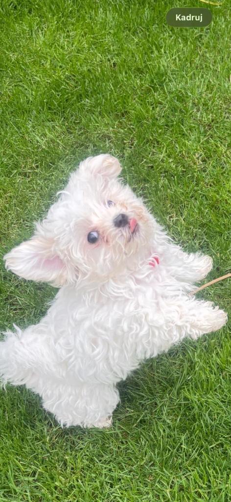 Maltese Puppies For Sale 